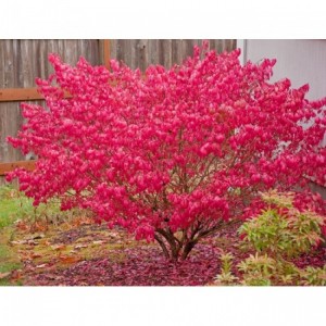 Саженец бересклета европейского Ред Каскад (Red Cascade)