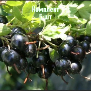 Комплект 5шт / Смородина золотистая Изабелла
