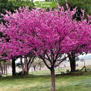 Сеянцы церциса (багрянника) розовый шарм до 20 см. -  комплект 5 шт.