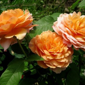 Саженец английской розы Грейс (Grace)