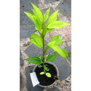 Сеянец форзиции (от 10 см)