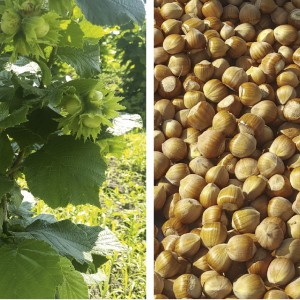 Саженец фундука Анапского