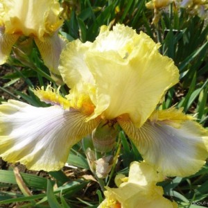 Саженец ириса Херитидж Лейс (Heritage Lace)