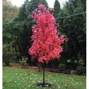 Саженец клёна Краснолистного (40-60 см)