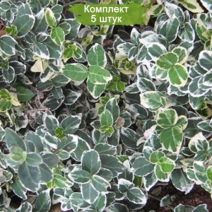 Саженцы Бересклета Форчуна Эмеральд Галетти (Emerald Gaiety) -  комплект 5 шт.