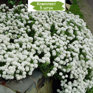 Саженцы ибериса вечнозеленого Вайтаут (Whiteout )  -  комплект 5 шт.