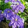 Комплект 5шт / Клематис Кантес оф Лавлейс