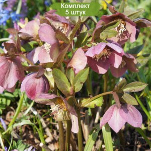 Саженцы морозника Абхазского -  комплект 5 шт.