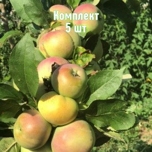 Комплект 5шт / Яблоня Каскад (колоновидная)